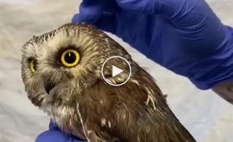 What do owl ears look like?