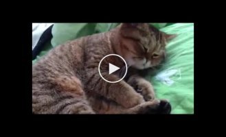 Забавная реакция сонного кота