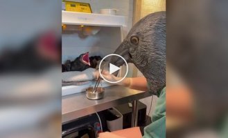 Кормежка осиротевших воронят