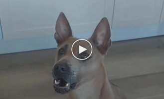 Dog talking to his owner