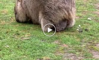 Did you know that wombats have a pouch turned backwards?