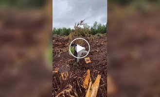 A guy devotes his free time to forest restoration