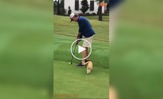 A kitten interfered with a golf match