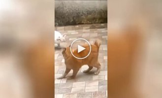 Безконтактна сутичка двох котів