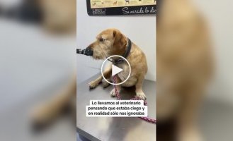 Пес из приюта с характером