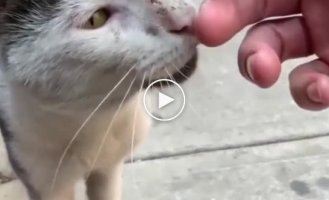 Трансформация из уличного котенка в домашнего любимчика