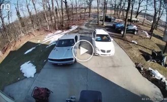 Один испугался, другой обрадовался: курьезная встреча пса и доставщика