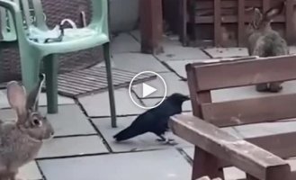 A raven raised by a married couple on a rabbit farm began to think he was a rabbit