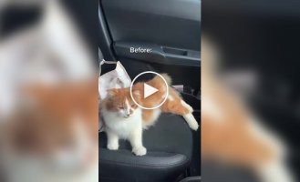 Хозяйке пришлось вызывать пожарных из-за кошки, случайно запершейся в машине