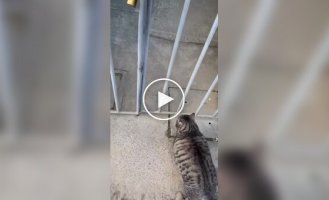 An unpredictable cat