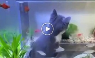 Interactive aquarium - the perfect gift for a cat
