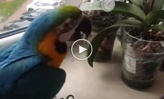 Smart parrot always comes home after flying