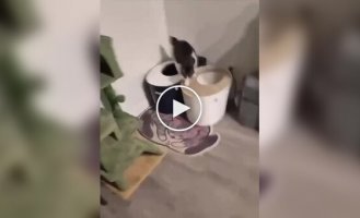 Кошка нашла себе идеальную лежанку