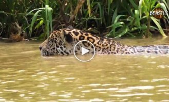The jaguar wanted to drag away the otter cub