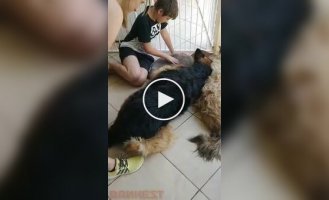 Собака почав оплакувати свого друга, вважаючи, що він мертвий