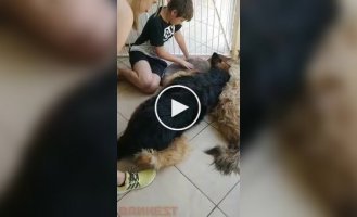 The dog began to mourn his friend, believing that he was dead