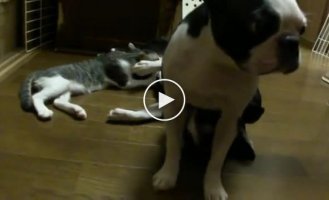Две собаки и один кот