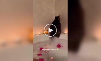 Кот взбодрил хозяйку