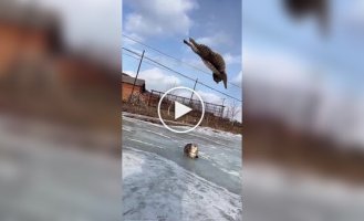 Самый ловкий кот, от которого никто не скроется