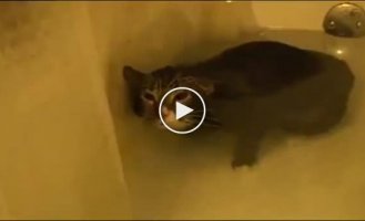 Реакция кота в воде