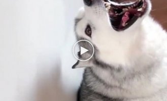 Think Twice Before Getting Your Own Husky