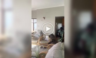 Огромный бабуин пробрался в дом за фруктами