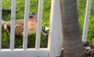 The female alligator squeezed through the bars of the fence, trying to protect offspring from a stranger