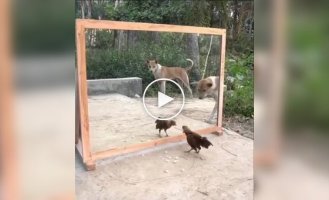 Animals are freaked out by their own reflection in the mirror