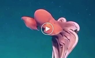 Осьминог превратился в гигантский шар на глубине 1600 метров