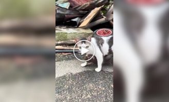 Кішка всиновила мавпу