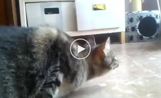 Забавная реакция кота на голубя