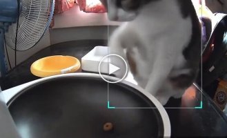 Кот остался голодным