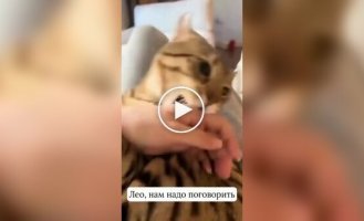 Женщина сломала кота
