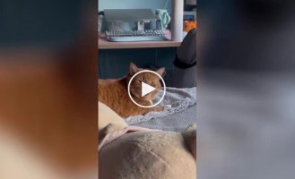 “Stop it!”: the cat’s reaction to its owner’s sneezing