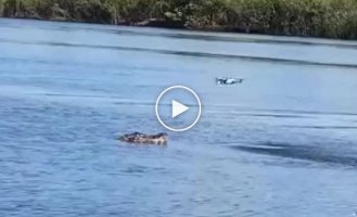 Almost left without a drone when teasing a crocodile
