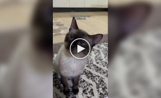 Найкраще рішення: власниця показала, як подолати апатію кота простим способом