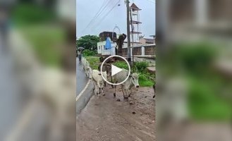 Особое отношение индийцев к навозу