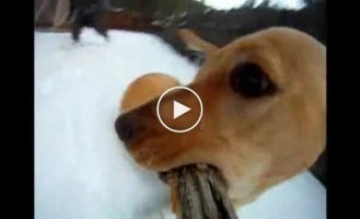Собака и камера на палке