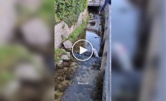 Місія нездійсненна: собача версія