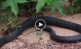 A snake that ended up in the stomach of another snake managed to escape to freedom