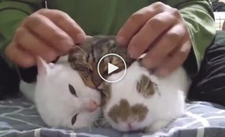 Пухнастий самозванець