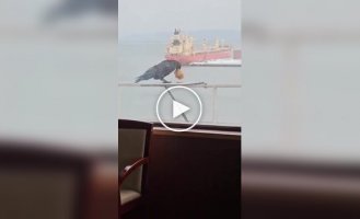 Жадібна ворона і печиво