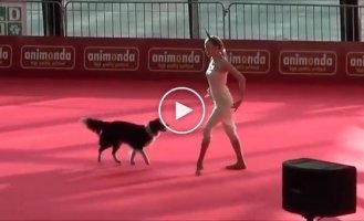 Beautiful performance of a border collie dog at a dog dancing show