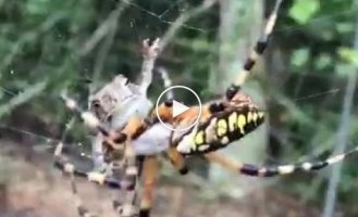 A spider wraps a toad in its web in just a few seconds