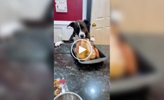 Собаки, яким було складно встояти перед їжею