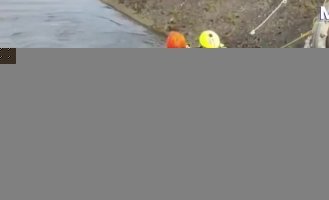 Пожарные спасли застрявшего в канале волка