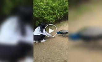 Благодарность павлина