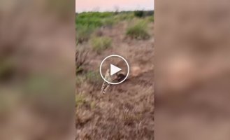 Бородавочник розігнав гепардів