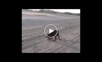 Ну не сдержался, покакал в море