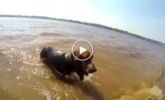 Собаки выходит из воды